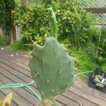 Opuntia dillenii Liść