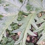 Cynara cardunculus Blad