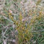 Juncus tenuis Natur