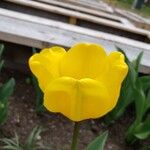 Tulipa gesneriana Flower