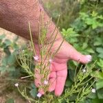 Epilobium parviflorumപുഷ്പം