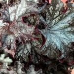 Heuchera sanguinea Levél