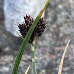 Carex parviflora Flor