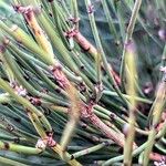 Ephedra foeminea Fuelha