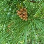 Pinus pinaster Altres