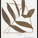 Geonoma macrostachys Лист