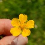 Potentilla aurea Flower
