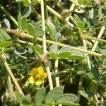 Kallstroemia californica عادت