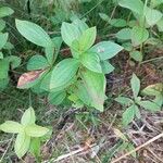 Cornus suecicaYaprak