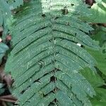 Piptadeniastrum africanum Leaf