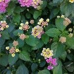 Lantana aculeata Fuelha