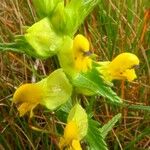 Rhinanthus major Квітка