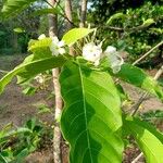 Holarrhena pubescens Blad