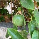 Passiflora edulis Owoc