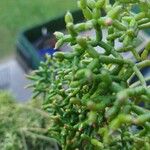 Rhipsalis cereuscula Flor