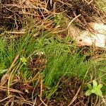 Seseli peucedanoides Hoja