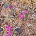 Dianthus toletanus Flor