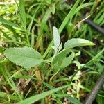 Melhania ovata Feuille