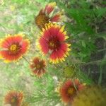 Gaillardia pulchellaКвітка