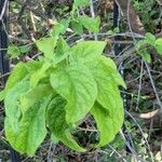 Euonymus verrucosus 叶