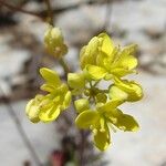 Biscutella brevicaulis Fleur