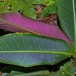 Heliconia metallica Leaf