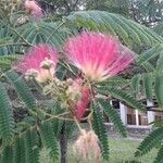 Albizia julibrissinΛουλούδι