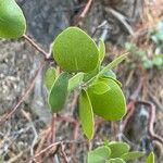 Arctostaphylos patulaFuelha