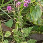 Cyathocline purpurea Habit