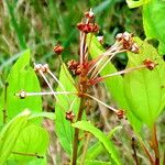 Ceanothus herbaceus ফল