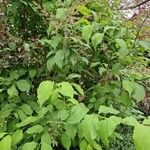 Syringa josikaea Leaf