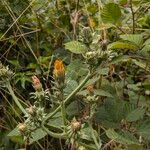 Picris hieracioides Flower