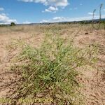 Cycloloma atriplicifolium Habit