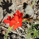 Crossandra massaica Folla