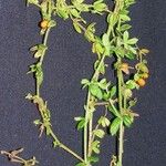 Galium hypocarpium その他の提案