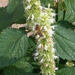 Agastache rugosa Flors