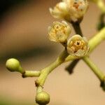 Ocotea longifolia Floare