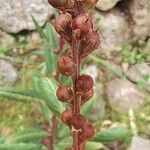 Lysimachia minoricensis Flor