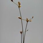 Fimbristylis dichotoma Blomma