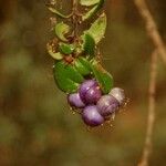 Rhaphithamnus spinosus Fruto