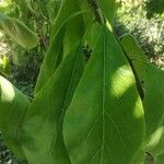 Ehretia dicksonii Leaf