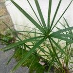 Cyperus alternifoliusLeaf