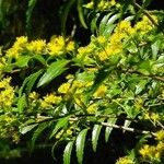 Azara lanceolata Blüte