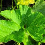 Cucurbita pepo Leaf