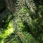 Abies cephalonica Feuille
