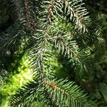 Abies cephalonica 葉