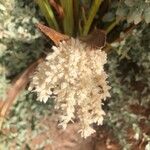 Phoenix theophrasti Flor
