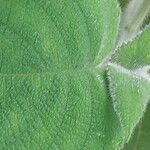 Salvia dorisiana Leaf