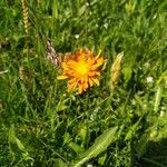 Crepis aurea Blüte