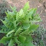 Sonchus pinnatifidus Folio